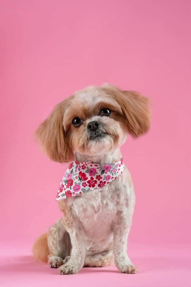 Groomed shih tzu wearing a floral bandana against a pink backdrop
