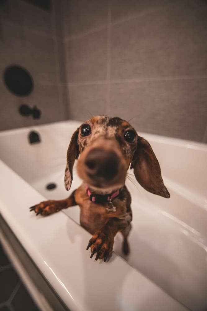 Dachshund standing in a bathtub waiting for a bath