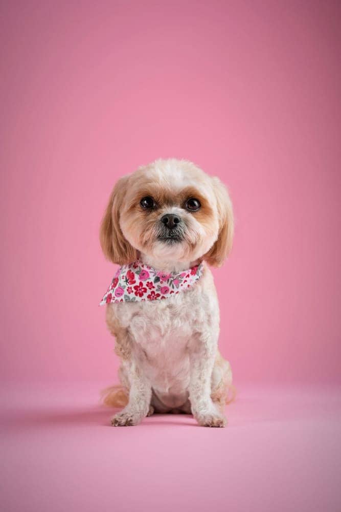Freshly groomed shih tzu sitting against a pink backdrop