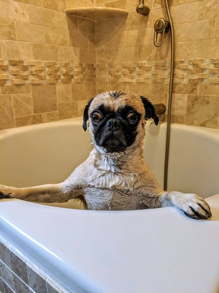 Wet pug standing up at the edge of a bathtub