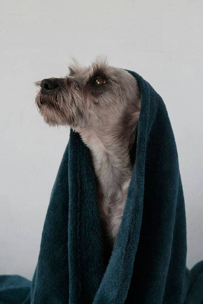 Schnauzer wrapped in a dark towel after a bath