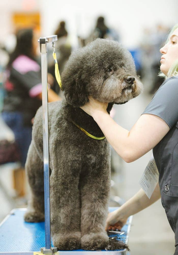Standard poodle standing calmly on a grooming table