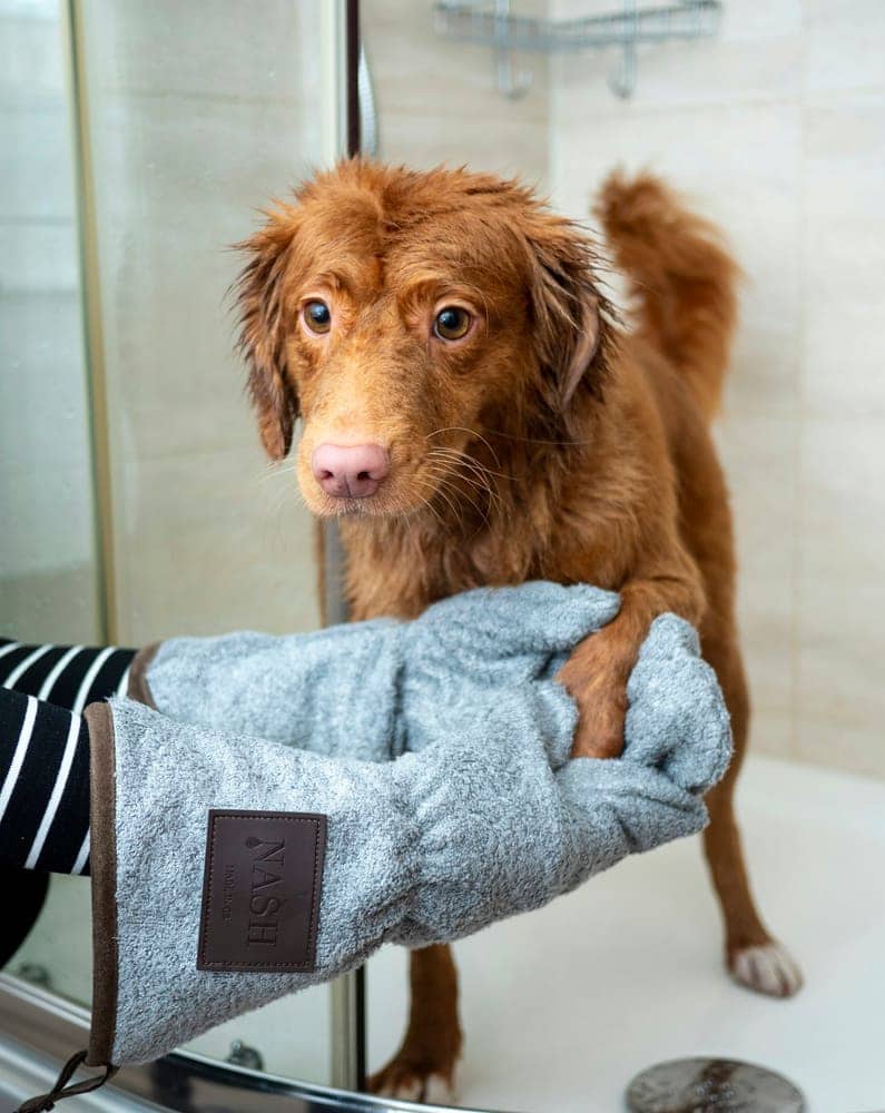 Retriever being dried with a towel mitt after a wash
