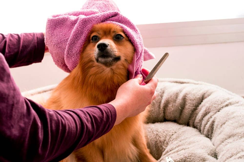 Pomeranian wrapped in a pink towel after a bath