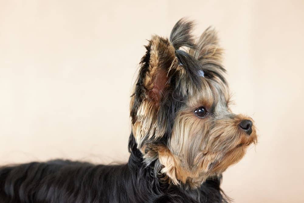 Yorkshire terrier in profile with a silky brushed coat
