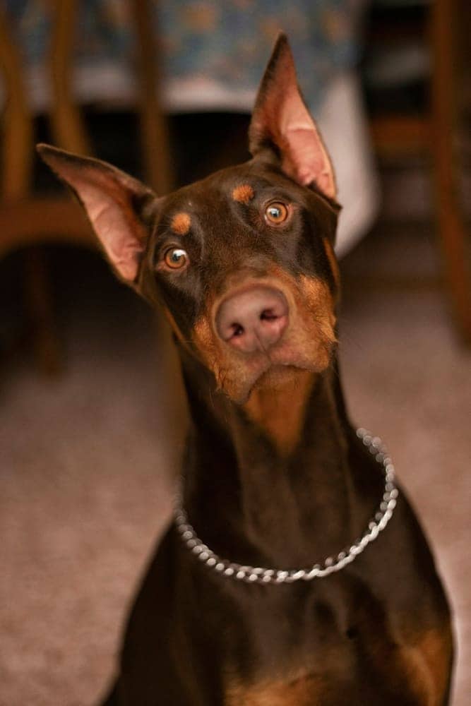 Red Doberman Pinscher looking up attentively
