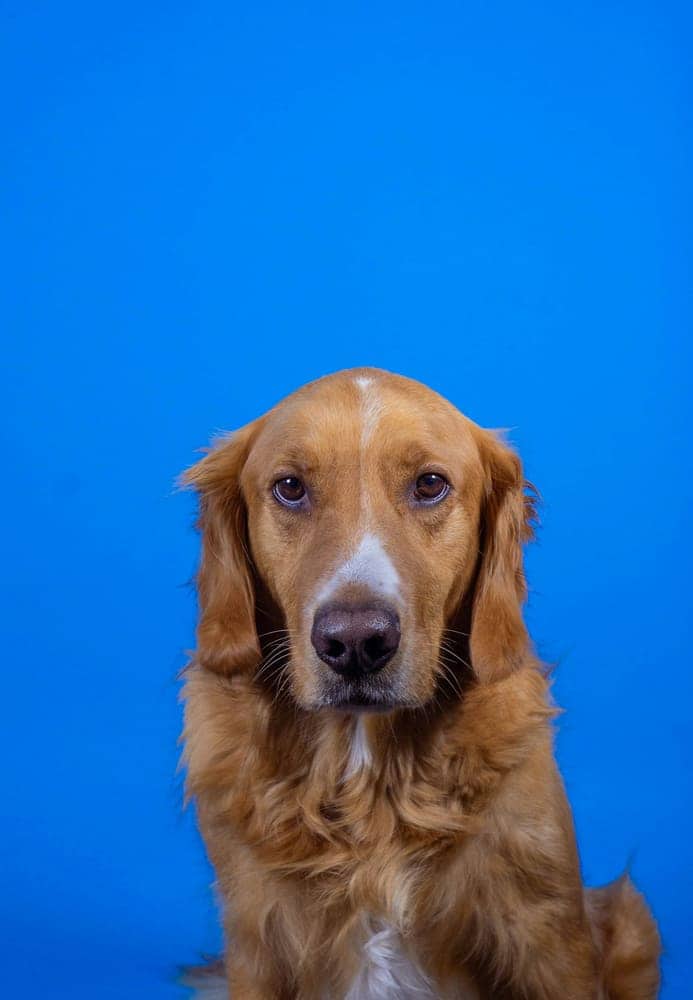 Golden Retriever portrait against a blue studio backdrop