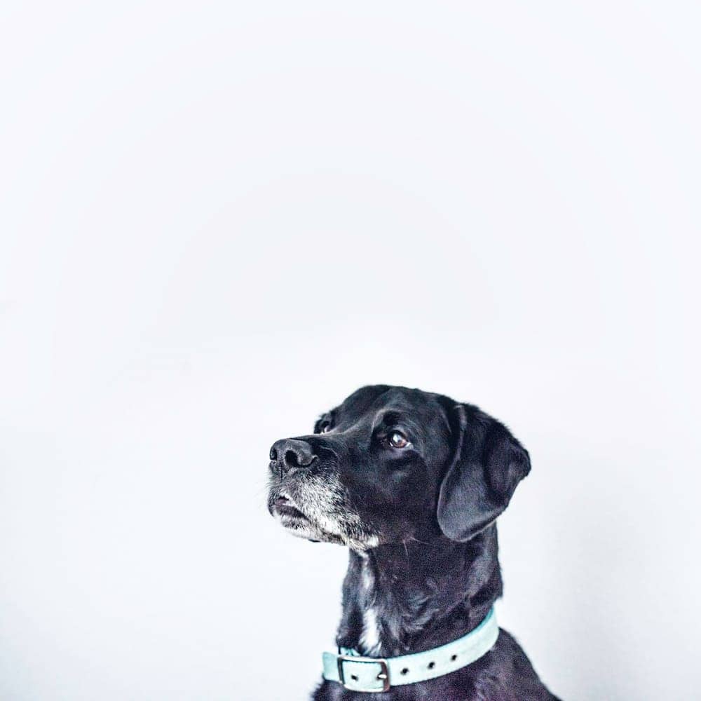 Black Labrador Retriever in profile against a white wall