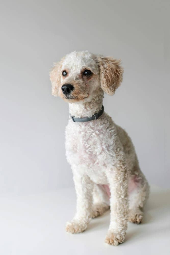 White Standard Poodle in a clean studio setting