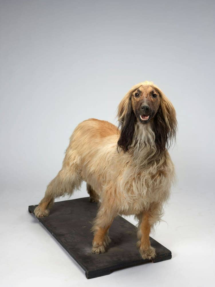 Afghan hound in a full show stack on a ramp
