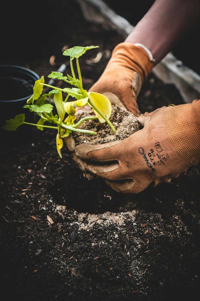 Gloved hands setting a seedling into fresh soil