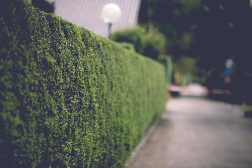 Long trimmed hedge line along a walkway