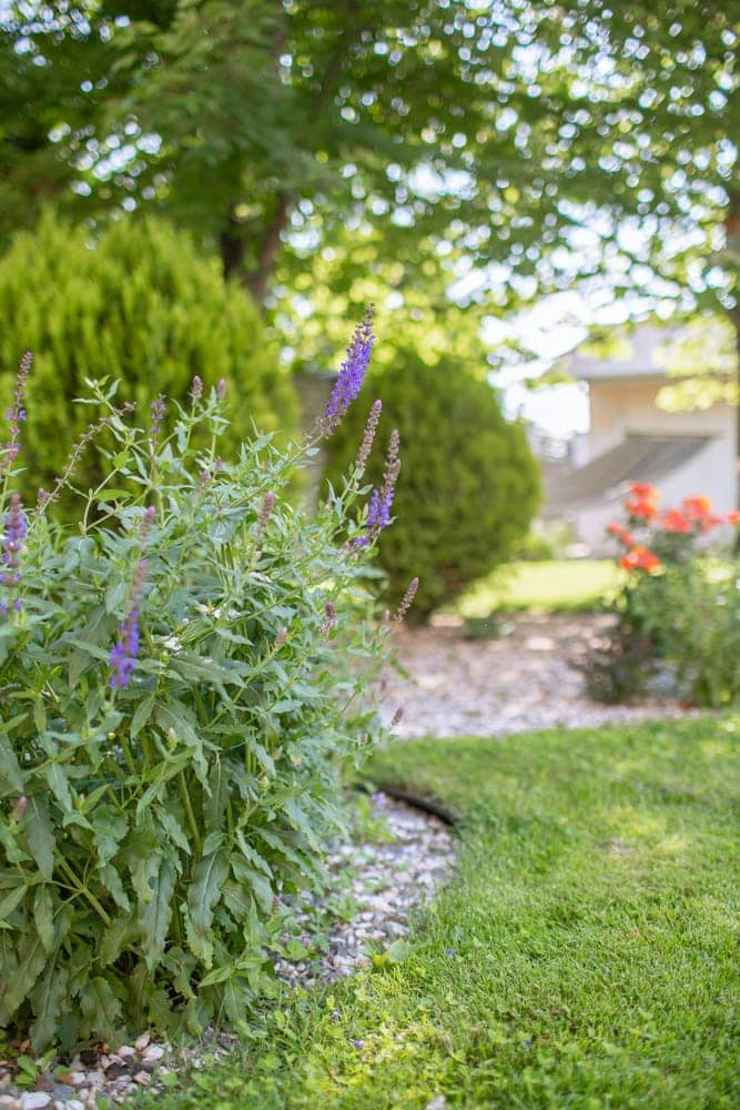 Flower beds in bloom beside a fresh-cut lawn