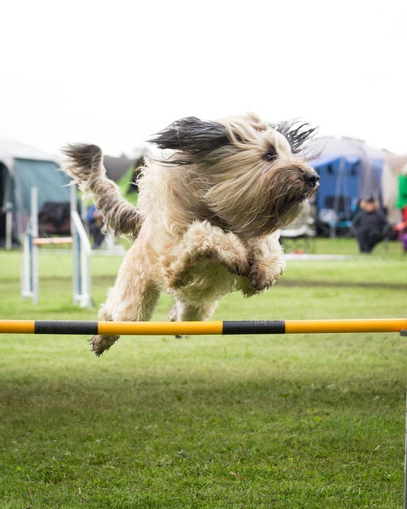 Long-coated dog clearing an agility jump mid-air