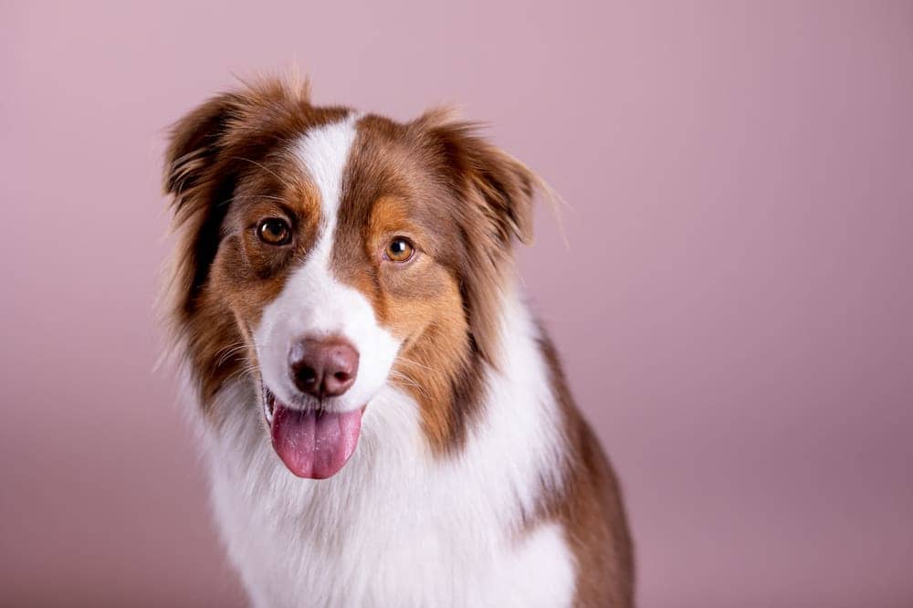 Australian Shepherd with tongue out against a studio backdrop