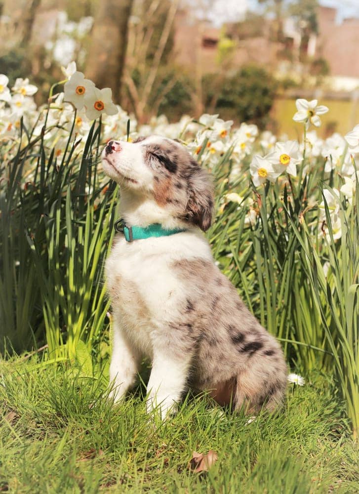 Merle puppy sitting in a patch of daffodils