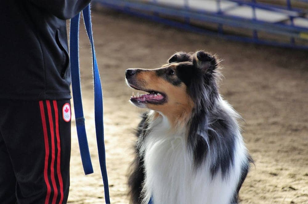 Sheltie watching its handler attentively in an indoor arena
