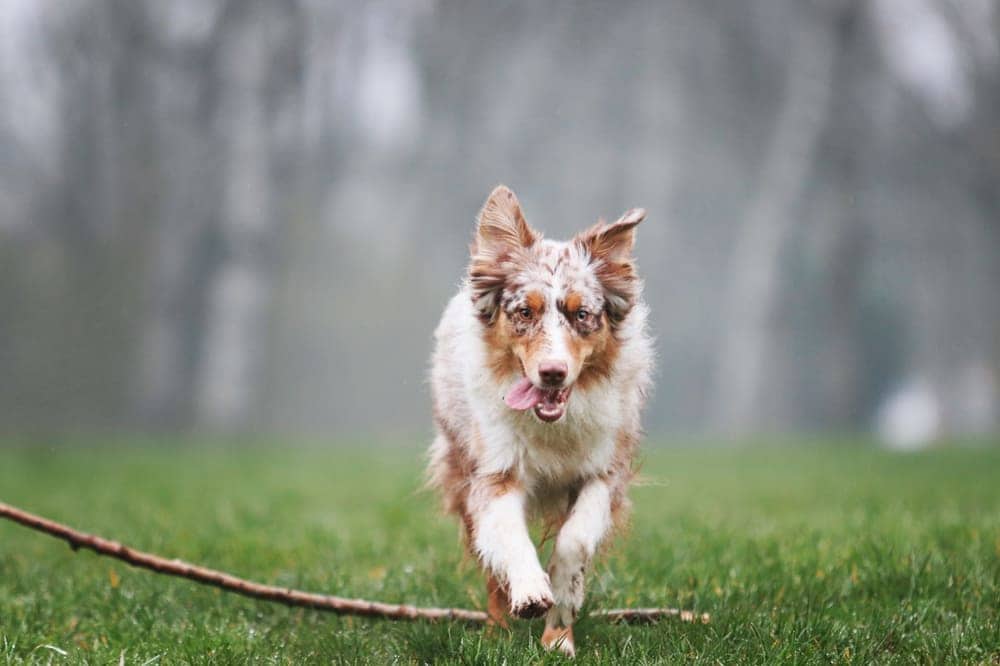 Merle Australian Shepherd moving toward the camera at full extension