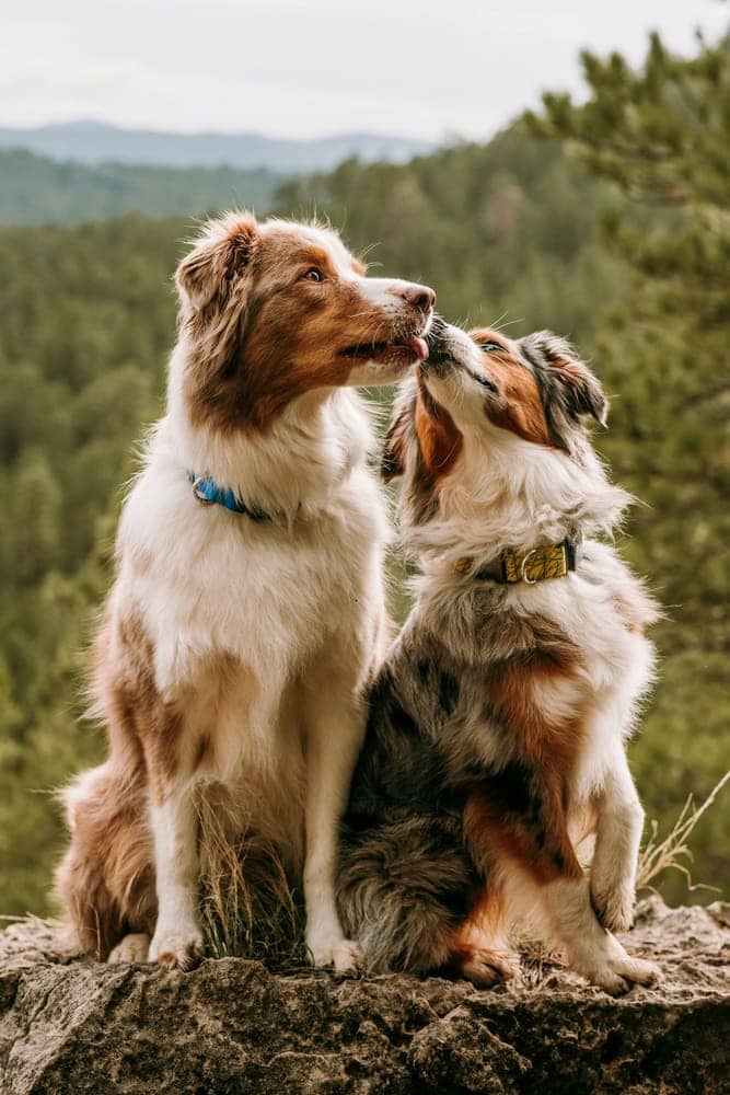 Two Australian Shepherds sitting together on a rock overlook
